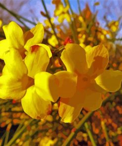 Winter Jasmine paint by number