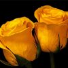 Yellow Roses With Black Background paint by number