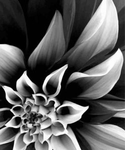Black And White Plant Flower paint by number