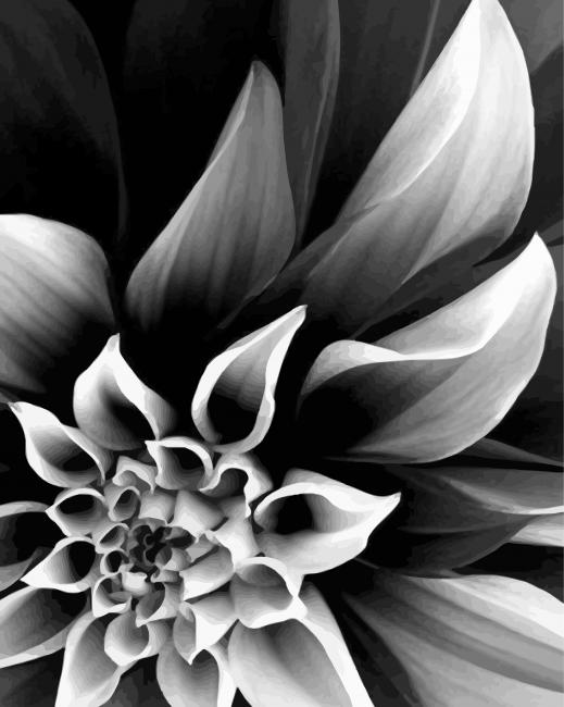 Black And White Plant Flower paint by number