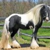 Gypsy Vanner Horse paint by number