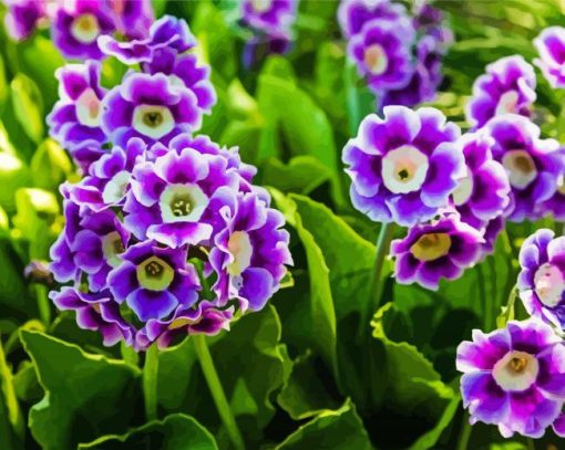 Purple Primula Auricula paint by number