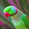 Ringneck Parrot paint by number