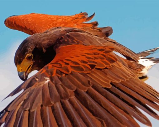 The Harris Hawk Bird paint by number