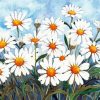 White Daisy Flowers paint by number