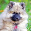 White keeshond Puppy paint by number