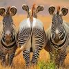 Zebra Butts Animals paint by number
