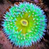 Aesthetic Green Sea Anemone paint by number