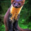 Aesthetic Marten Animal paint by number