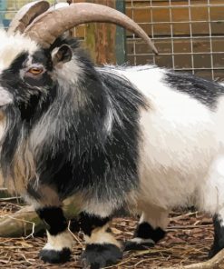 Cute Pygmy Goat paint by number