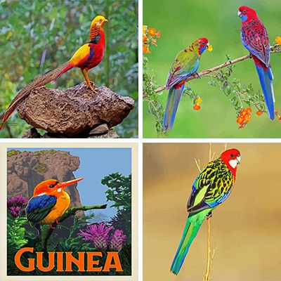 colorful birds painting by numbers