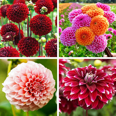 Dahlia painting by numbers