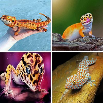 lizards painting by numbers