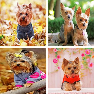 Yorkie dogs painting by numbers