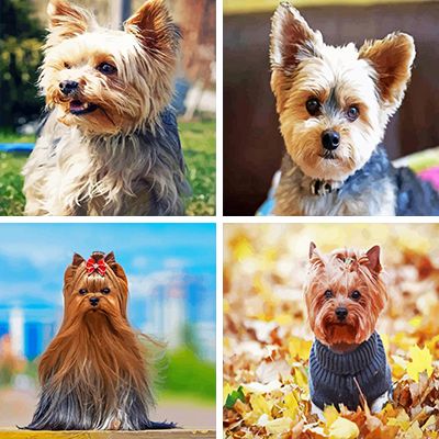 Yorkshire Terrier painting by numbers