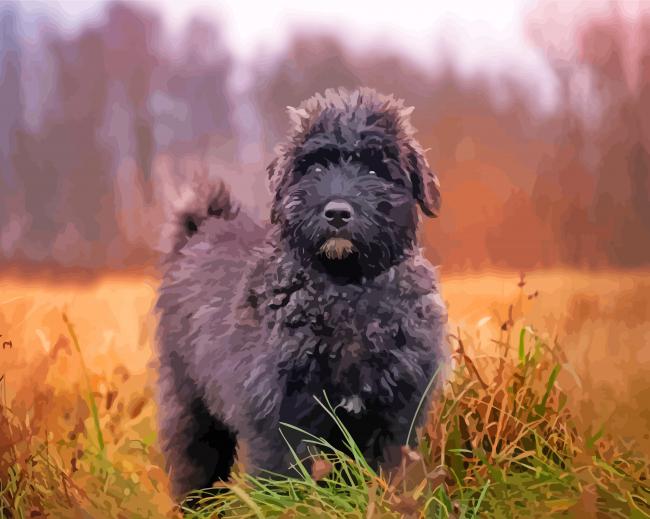 Aesthetic Bouvier Des Flandres paint by number